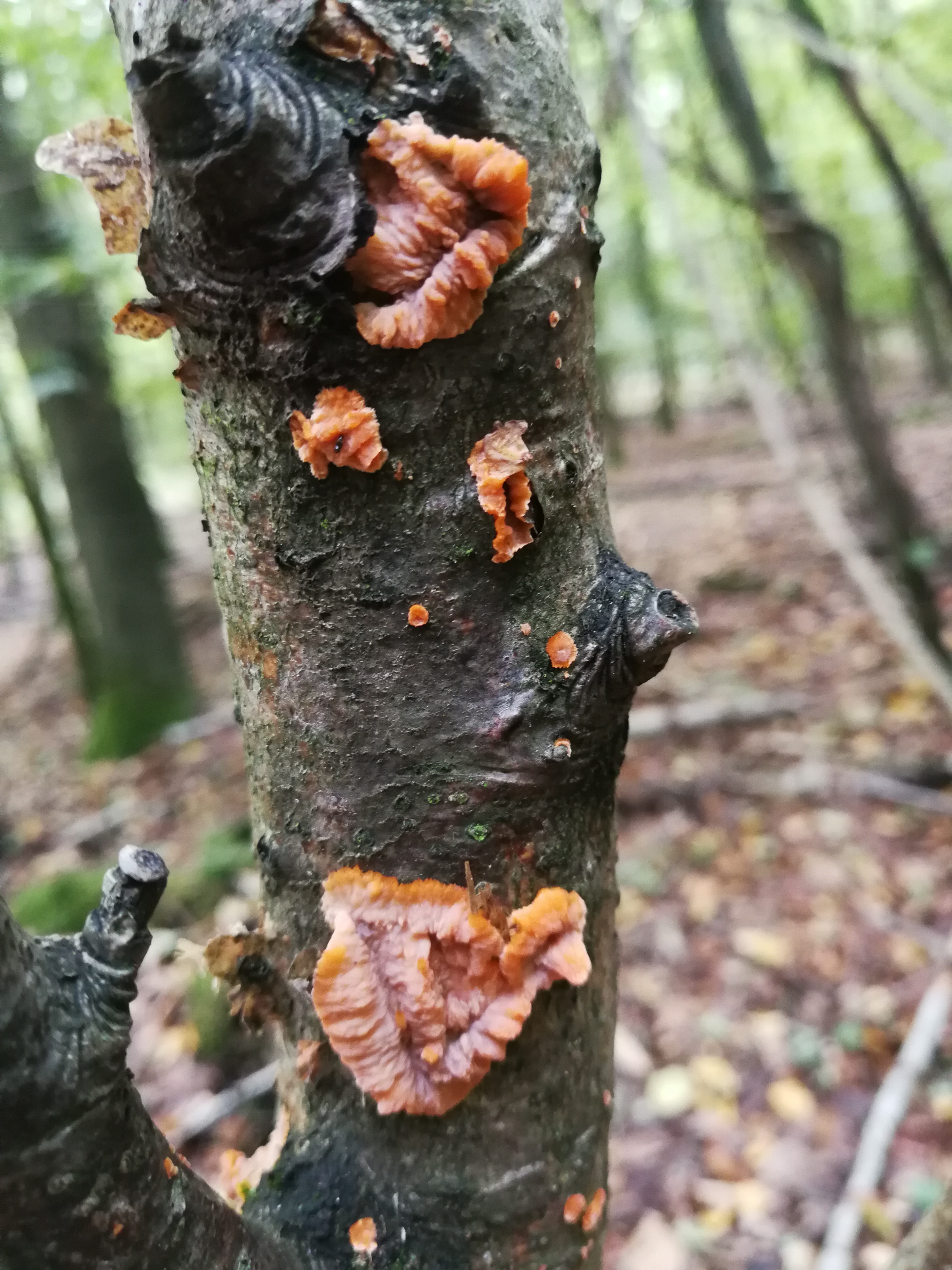 Orangeroter Kammpilz - Frontalansicht. Die Fruchtköper liegen auf dem Substrat (Holz) flach auf. Die Oberfläche hingegen ist meist uneben, faltig-aderig. 
